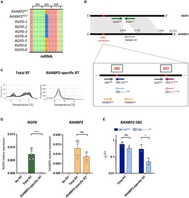 Rapid and inexpensive bedside diagnosis of RAN binding protein 2-associated acute necrotizing encephalopathy